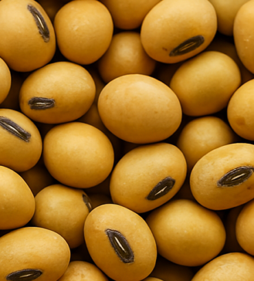 1kg Soybean<br>(TGX 1951-3F)