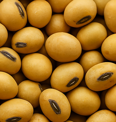 1kg Soybean<br>(TGX 1951-3F)