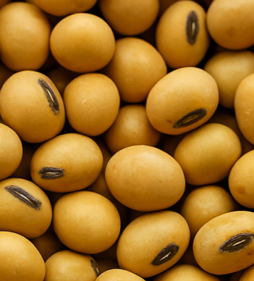 1kg Soybean<br>(TGX 1448-2E)