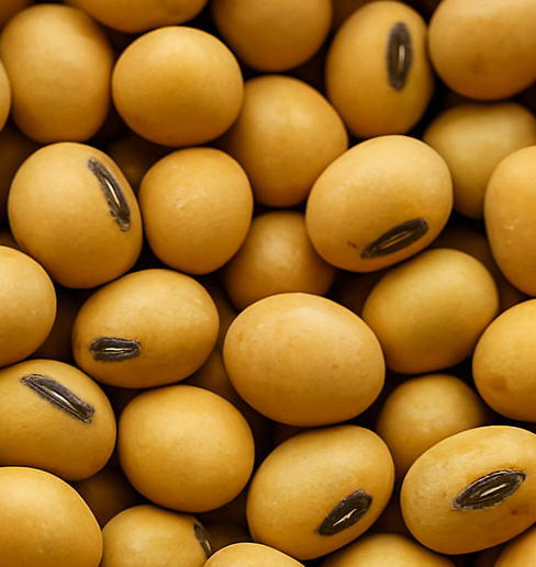 1kg Soybean<br>(TGX 1448-2E)