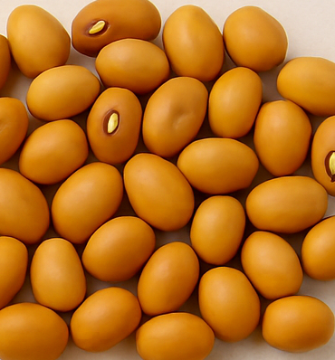 1kg Cowpea<br>(IFE-BPC)