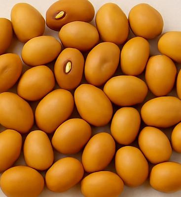 1kg Cowpea<br>ARTPEA-B (BBT-B)